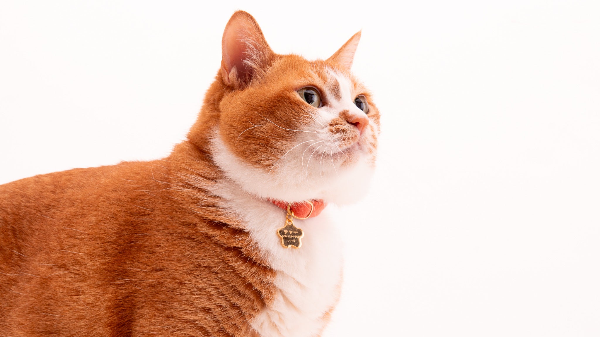 猫首輪用迷子札・鈴・チャーム｜ぽぽねこ公式オンラインショップ