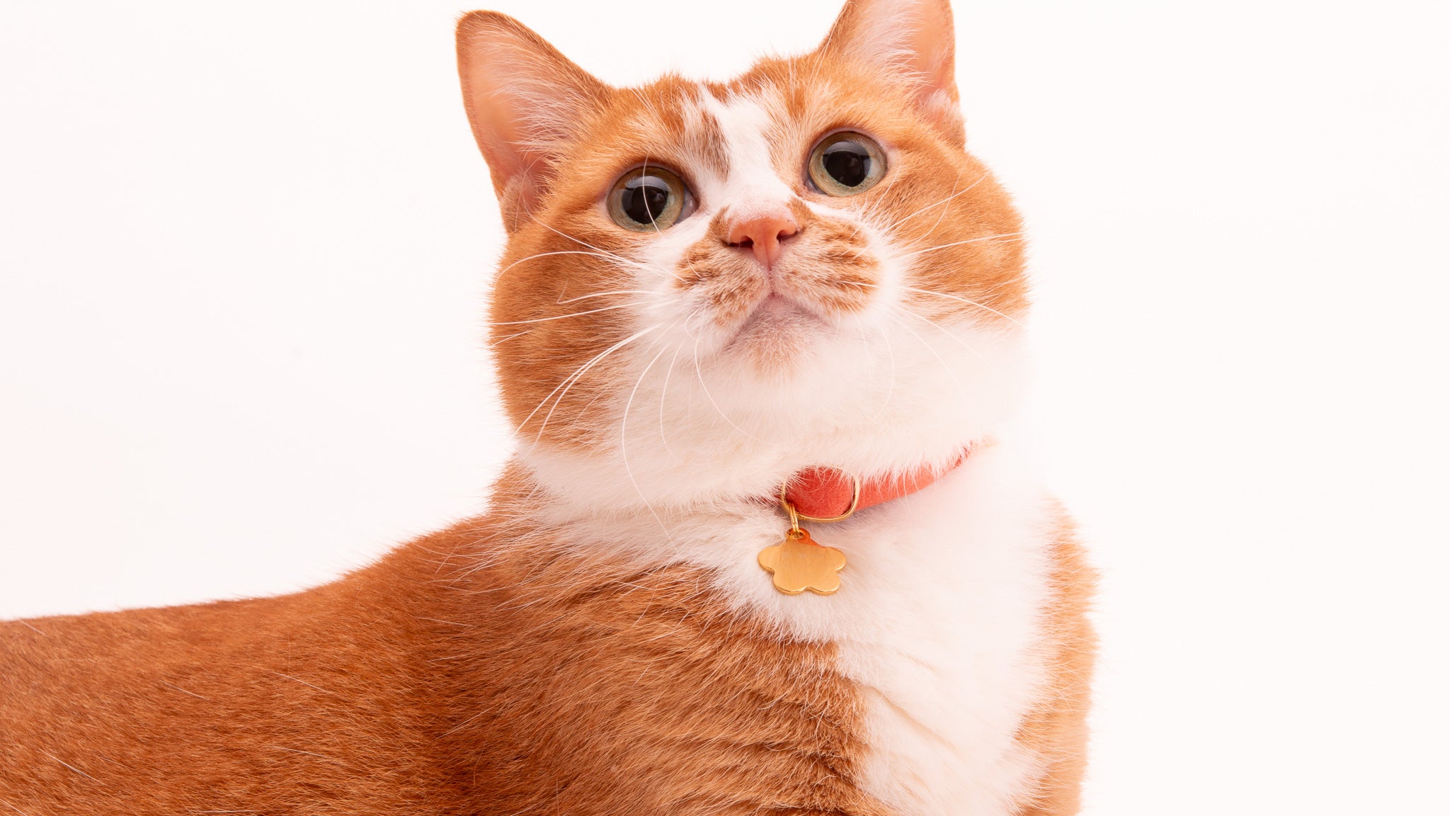 猫用ウルトラストレッチ首輪｜驚くほど伸びて安全・嫌がらない｜ぽぽ