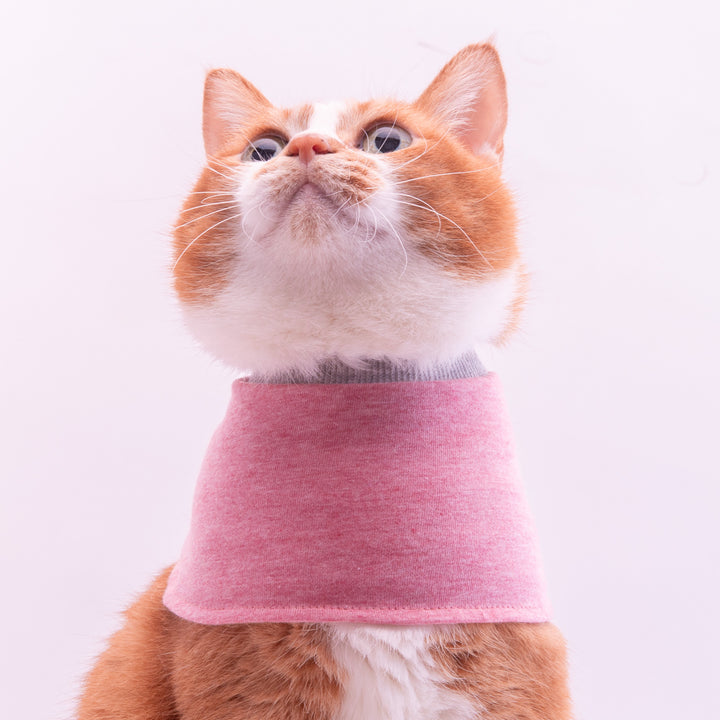 猫用皮膚保護ネックガード