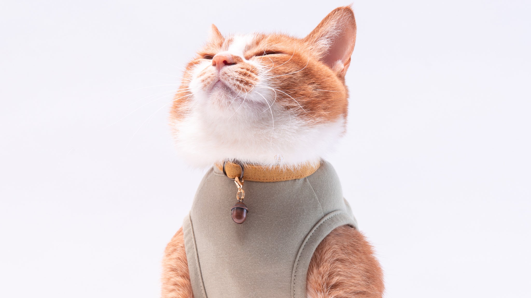 ハゲにくい猫首輪