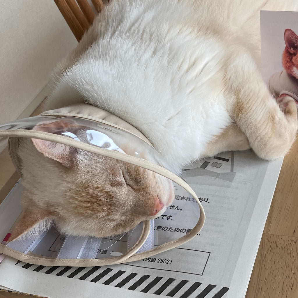 こむぎちゃん