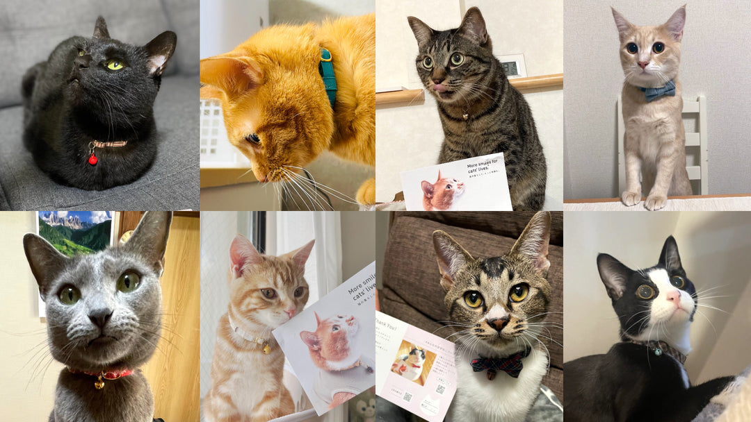 #みんなのぽぽねこコレクション