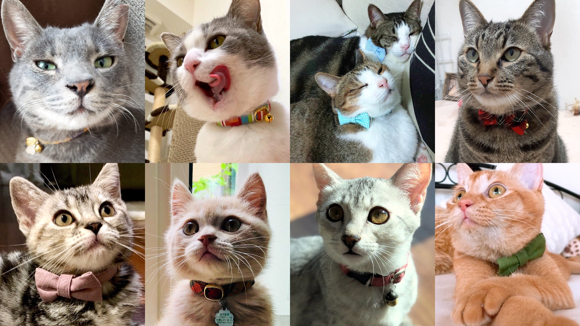 #みんなのぽぽねこコレクション