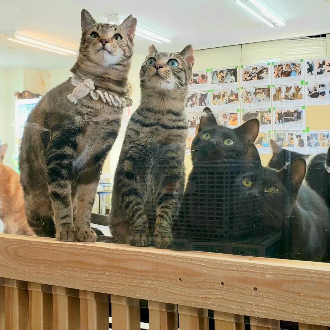 保護猫かふぇ　和風猫本舗様