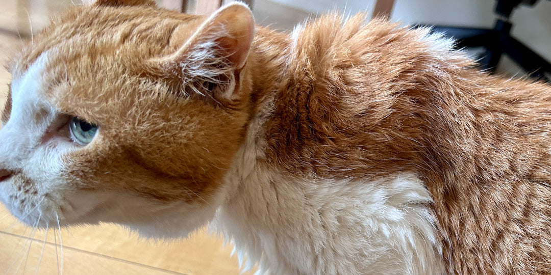 猫が首輪ハゲになった！原因と対処法と予防方法を獣医師が解説