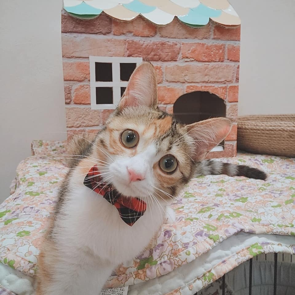 ぽぽねこの猫首輪の特徴とこだわりについて – ぽぽねこ公式オンライン