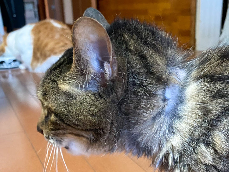 猫の座り方の種類と名前｜座り方から読み取る猫の気持ちを解説｜ぽぽねこの読みもの – ぽぽねこ公式オンラインショップ