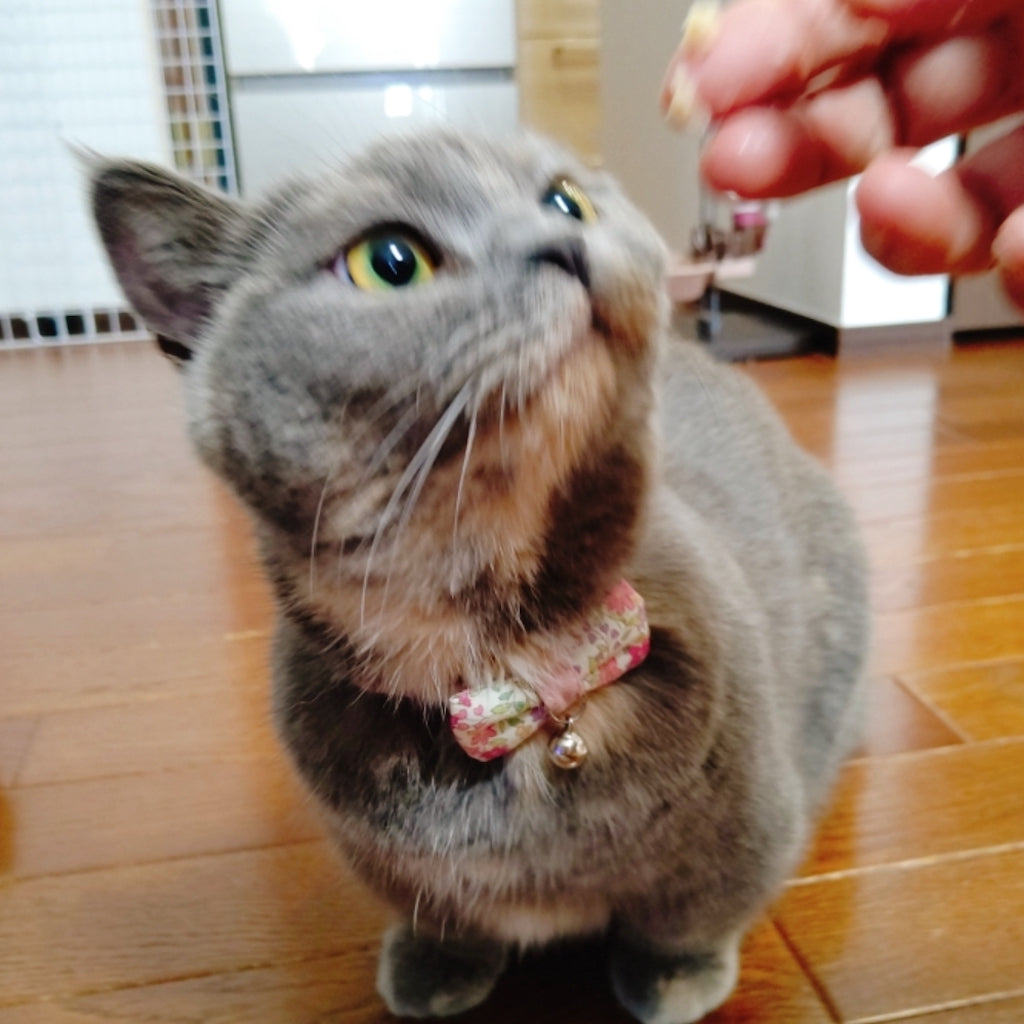 リンちゃん