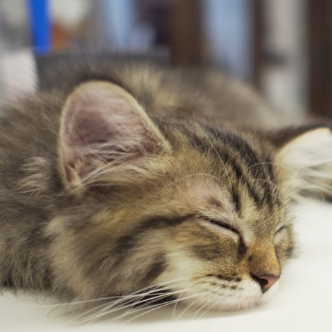 猫カフェmfmf様