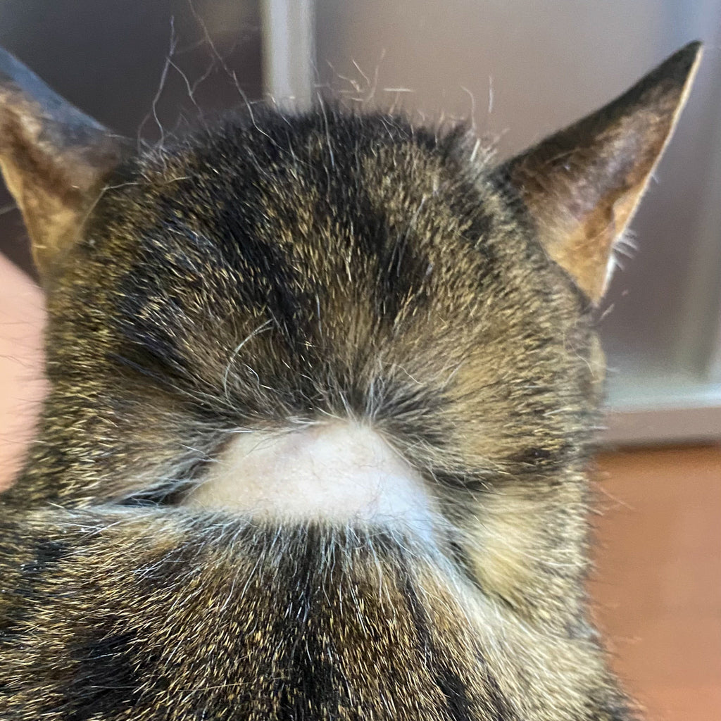 猫首輪でハゲてしまった猫ちゃん