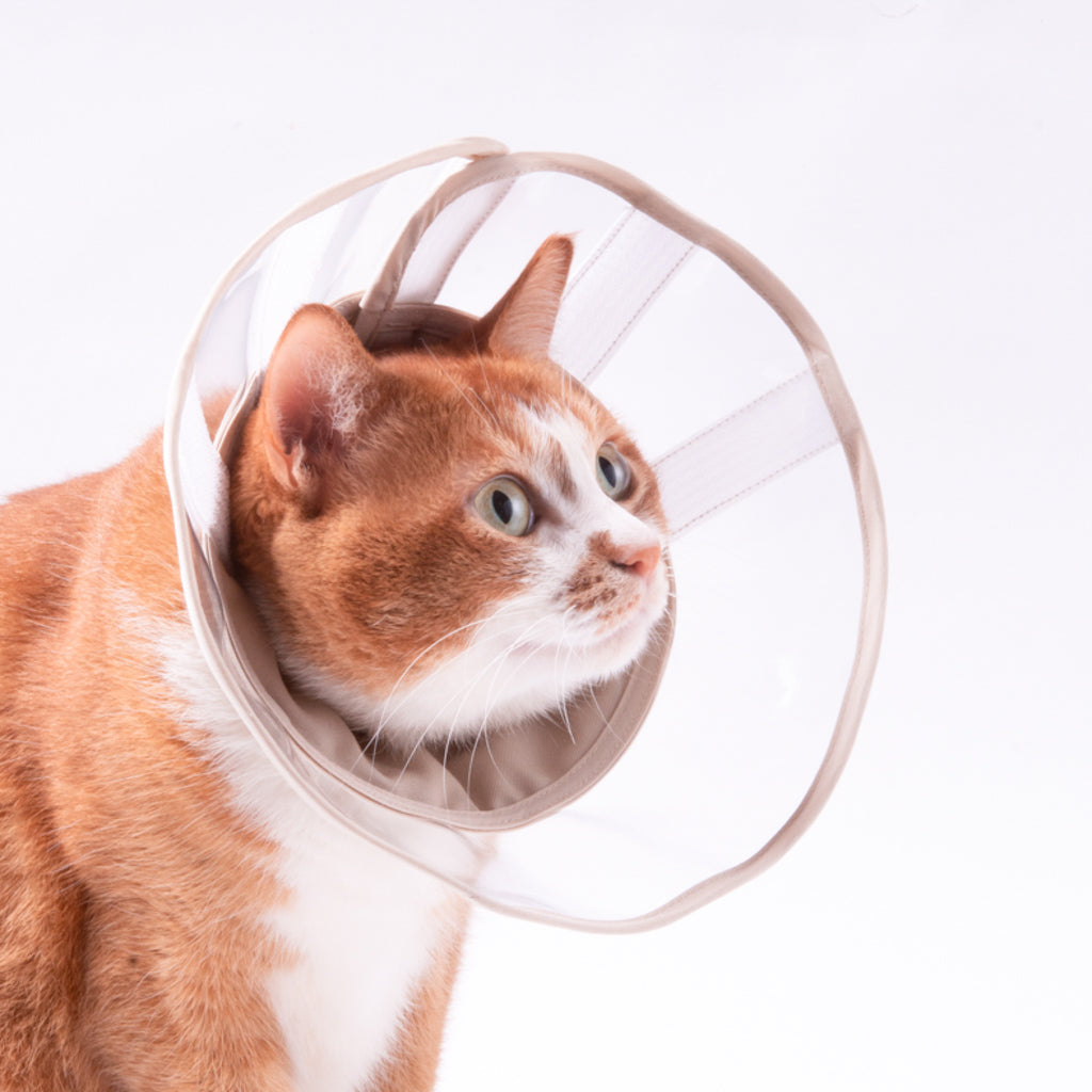 猫用エリザベスカラー　視界良好タイプ