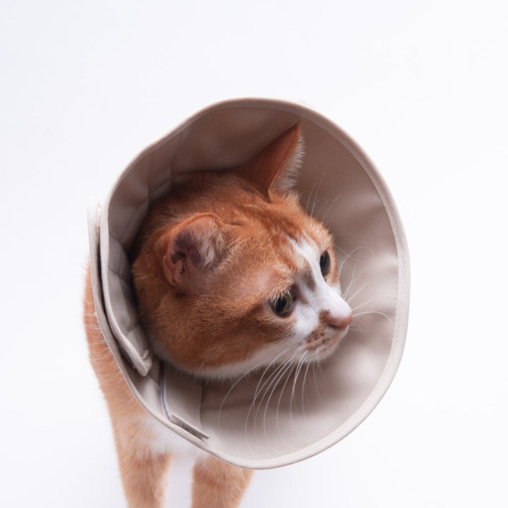 【訳あり20%off】軽くて柔らかい猫用エリザベスカラー　スタンダードタイプ