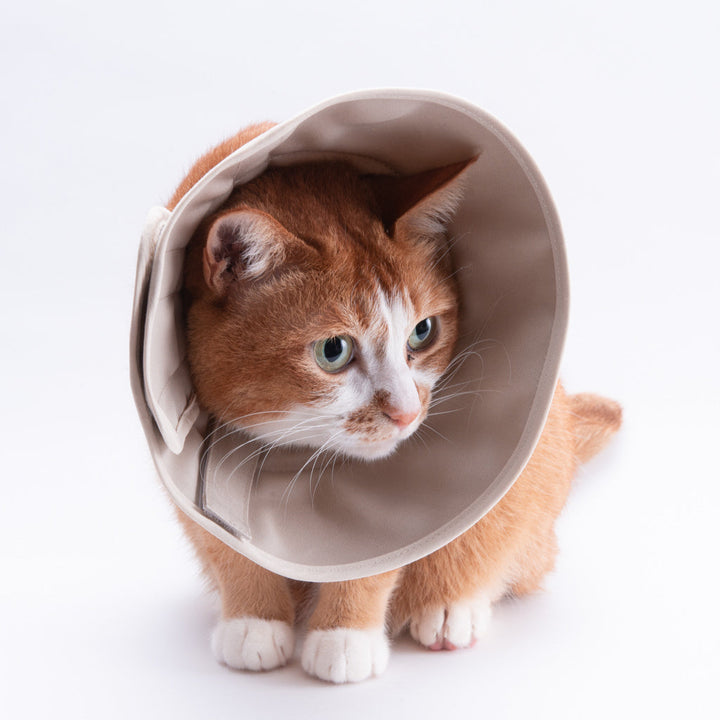 【訳あり20%off】軽くて柔らかい猫用エリザベスカラー　スタンダードタイプ