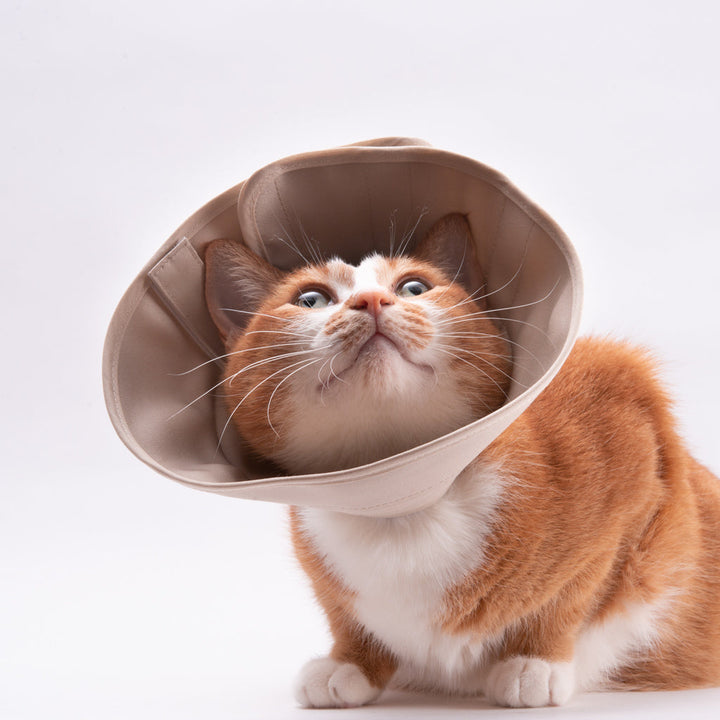 【訳あり20%off】軽くて柔らかい猫用エリザベスカラー　スタンダードタイプ