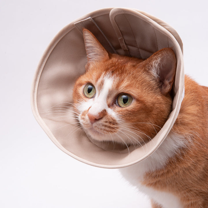 【訳あり20%off】軽くて柔らかい猫用エリザベスカラー　スタンダードタイプ