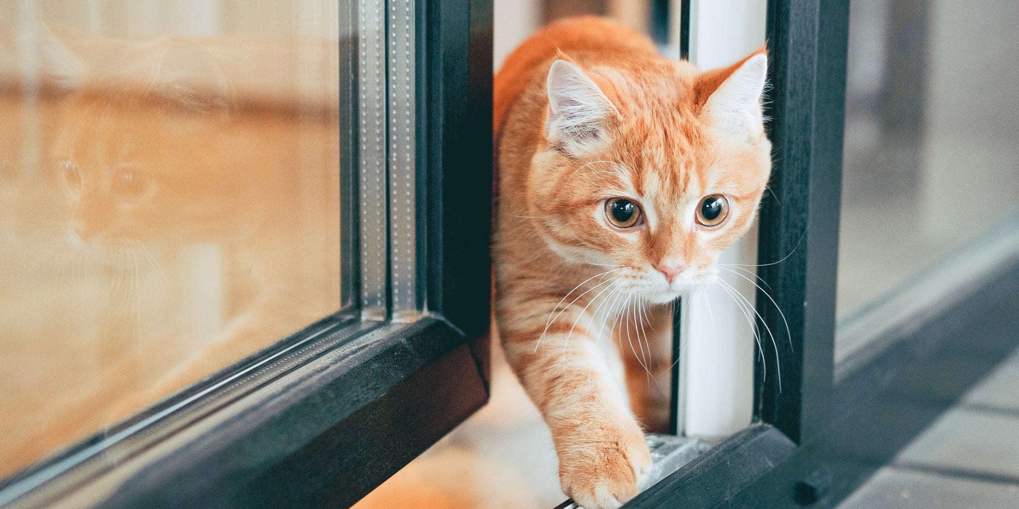 猫が外に出たがる理由は？鳴く・暴れる時の対処法と脱走防止の重要性