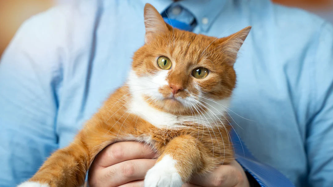 保護猫の「ガッチャデー（Gotcha Day）」とは？意味や「うちの子記念日」との違いを解説