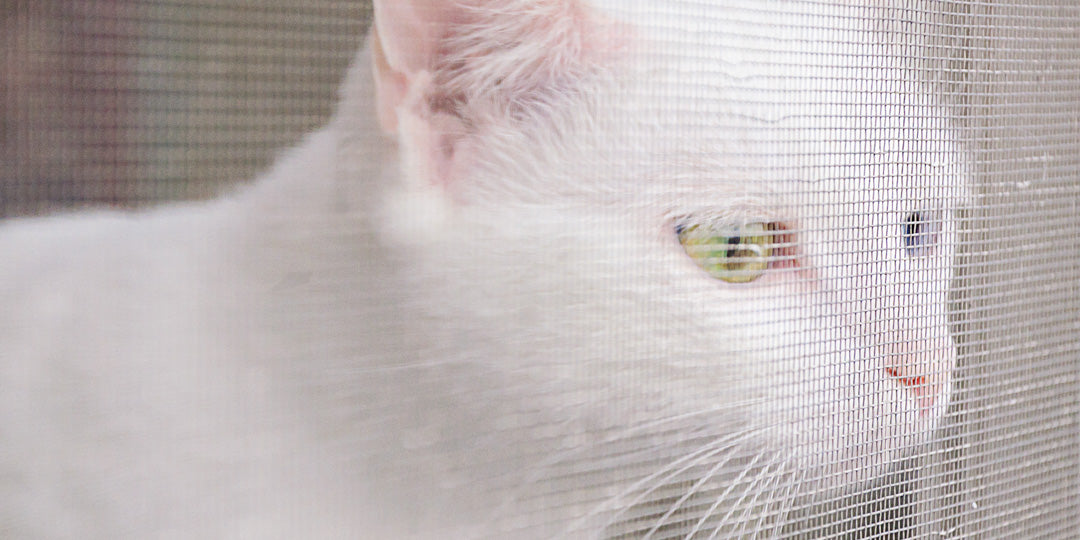 完全室内飼いの猫に首輪は必要？メリット・デメリットを徹底比較