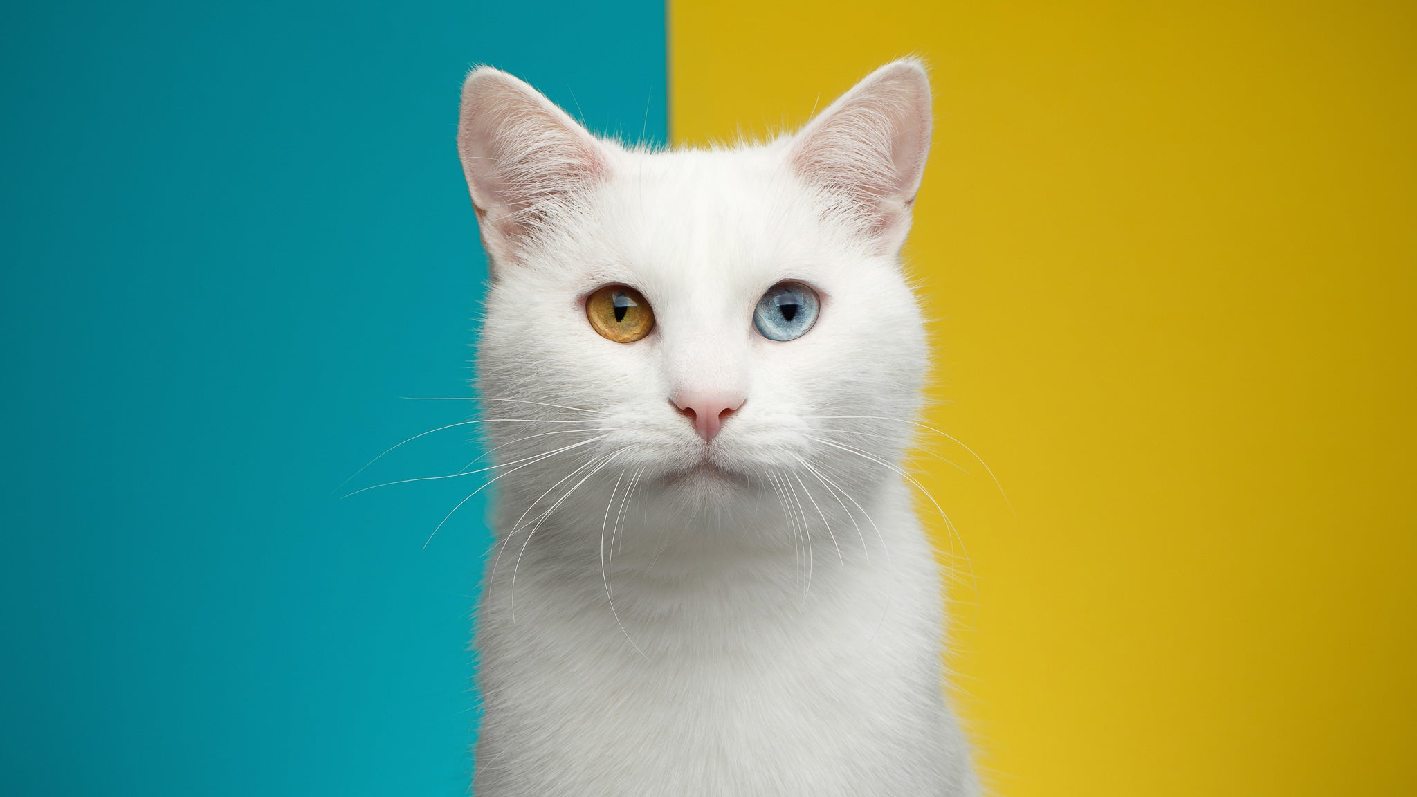 猫にもあったパーソナルカラー！愛猫に似合う色の診断方法を解説