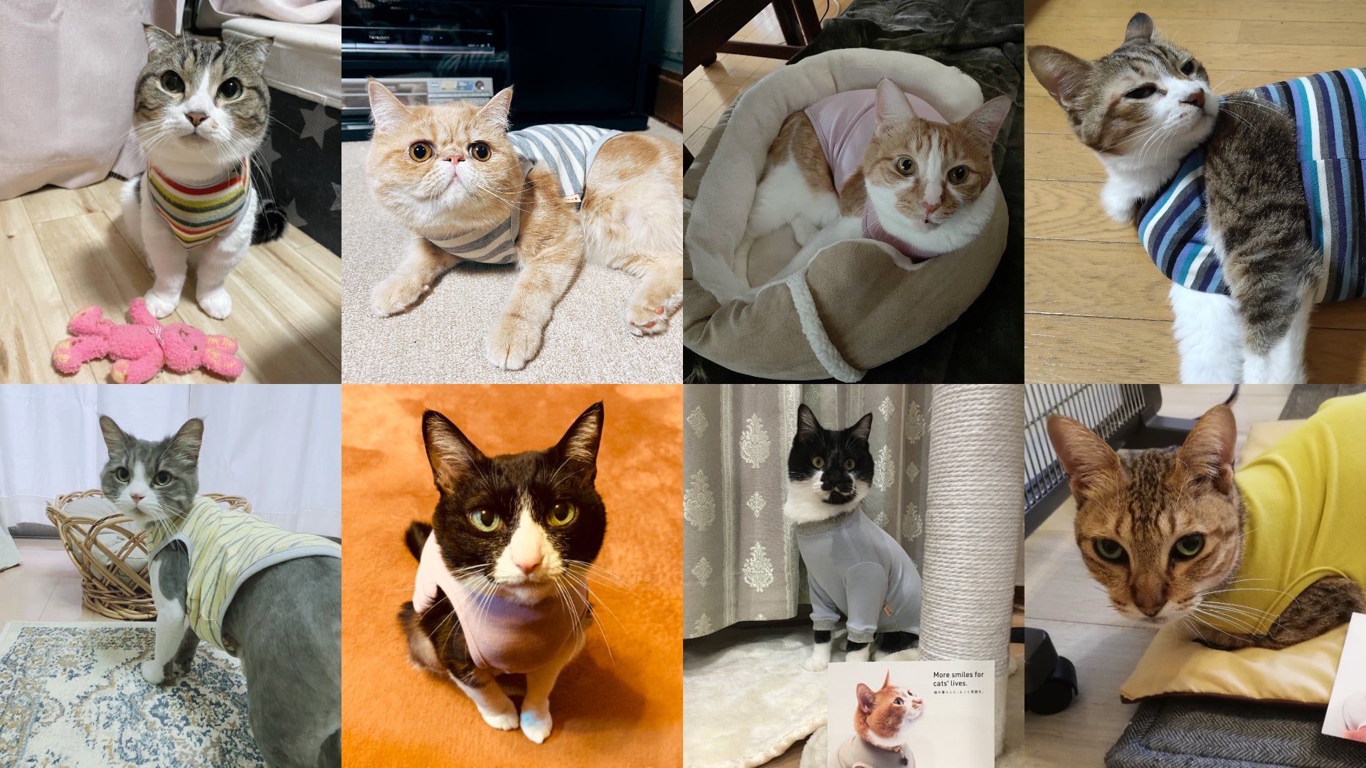お客様の声 #10 #みんなのぽぽねこコレクション｜ぽぽねこ公式