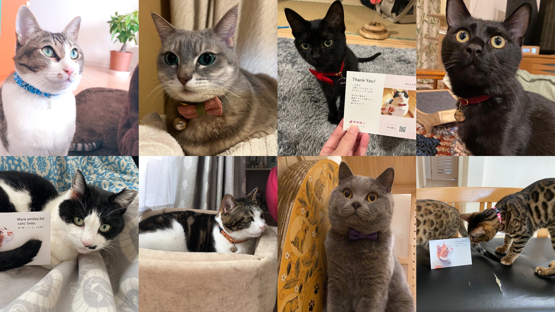 お客様の声 #7 #みんなのぽぽねこコレクション｜ぽぽねこ公式