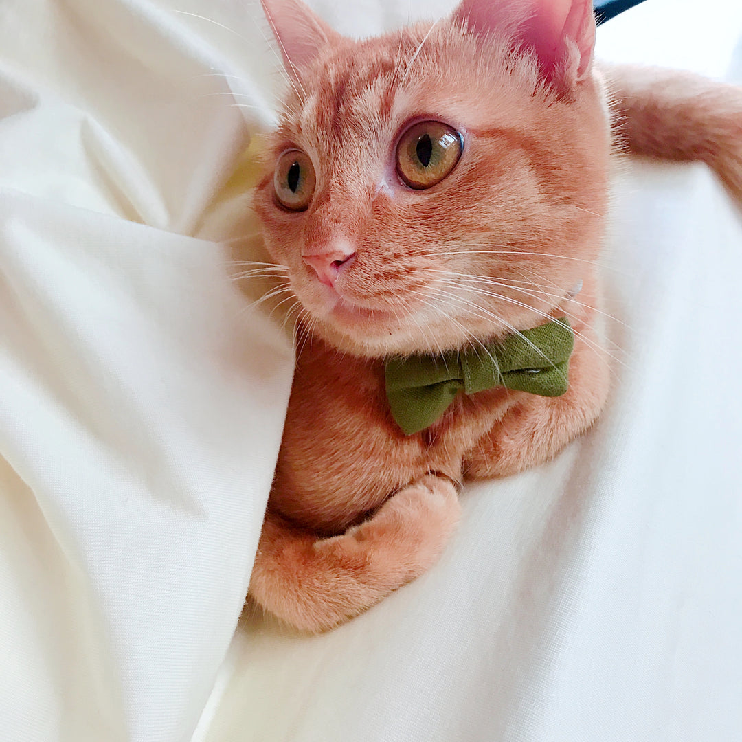 リボン付き猫首輪　MUJI綿麻混　草色（グリーン） - ぽぽねこ公式オンラインショップ