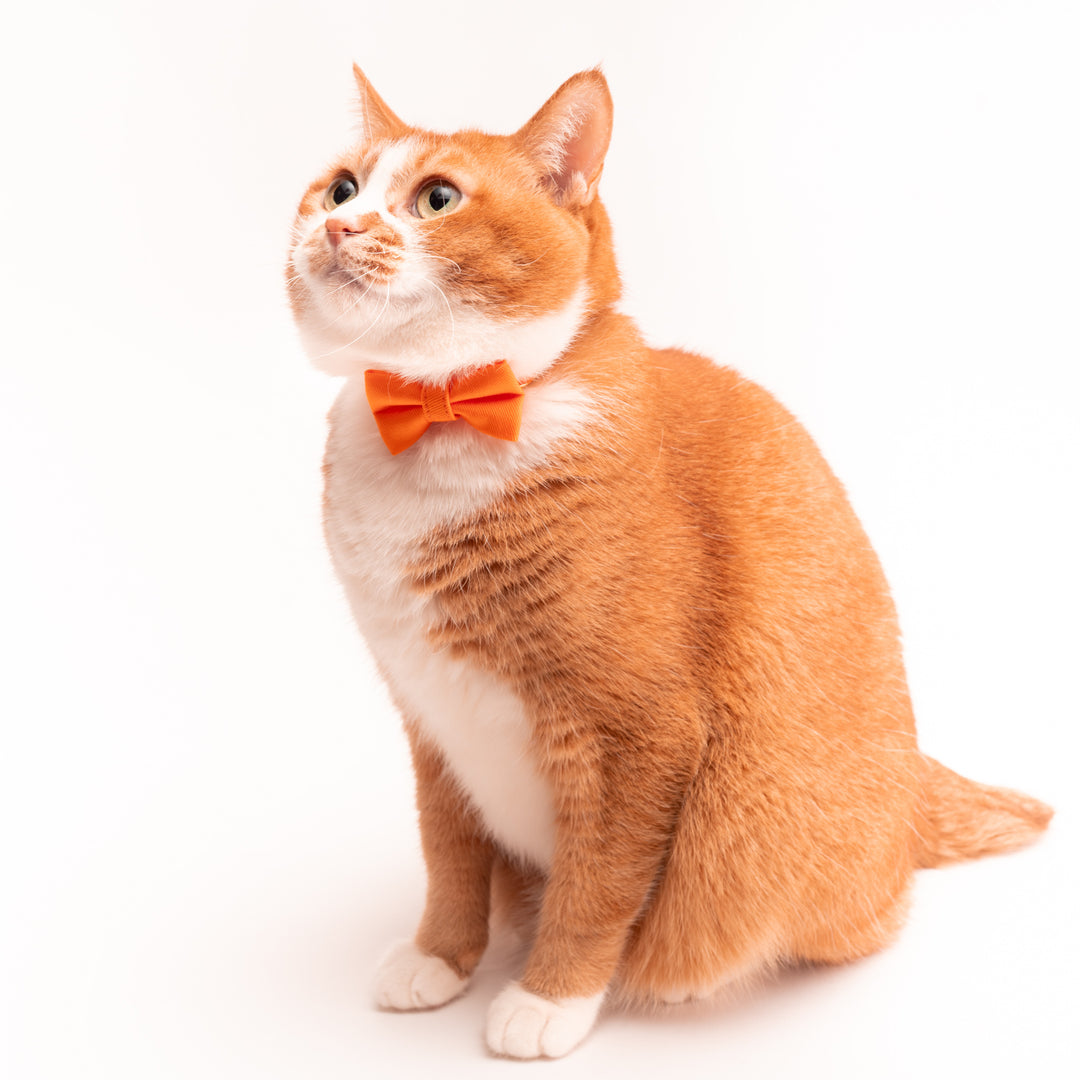 リボン付き猫首輪　MUJIコットンツイル　オレンジ - ぽぽねこ公式オンラインショップ