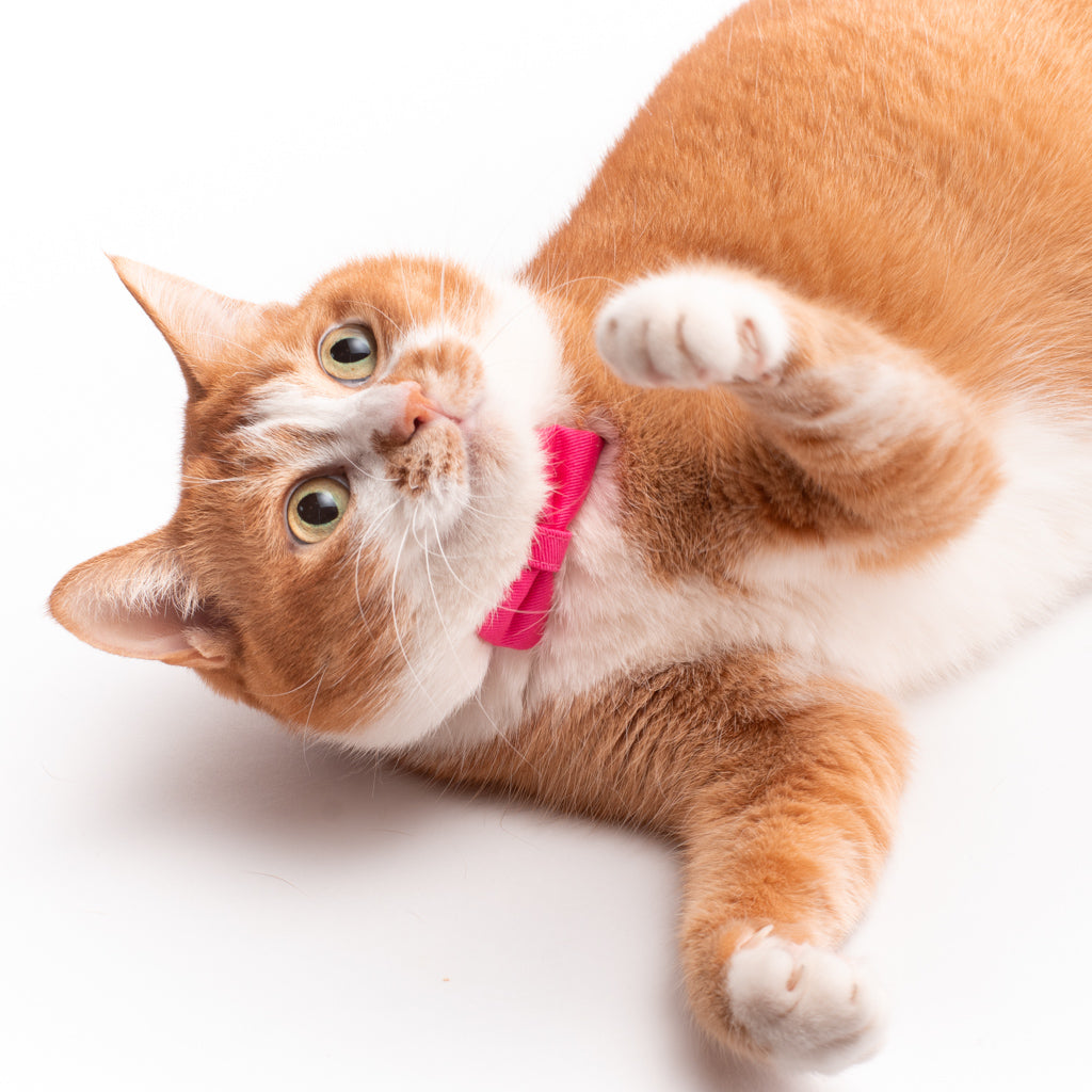 リボン付き猫首輪　MUJIコットンツイル　ピンク - ぽぽねこ公式オンラインショップ