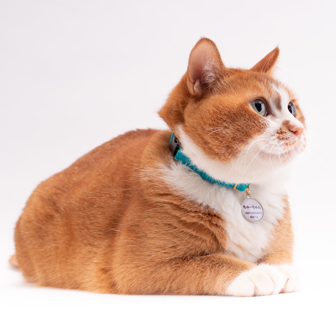 猫首輪　MUJIコットンツイル　ターコイズ