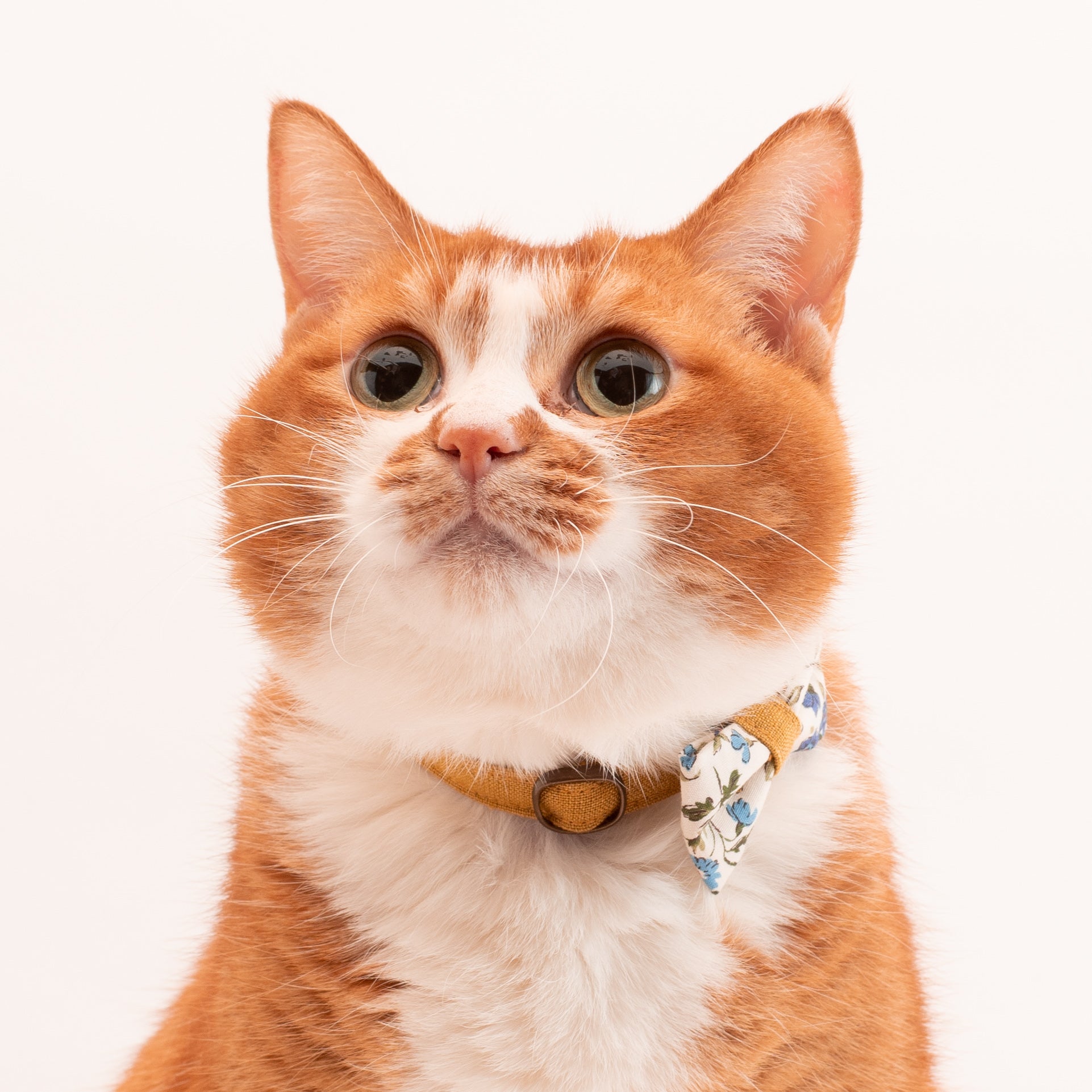 ダブルリボン(オレンジビオラ)わんちゃん猫ちゃん用首輪 オレンジ花柄 ダブルリボン 猫首輪 【公式通販】