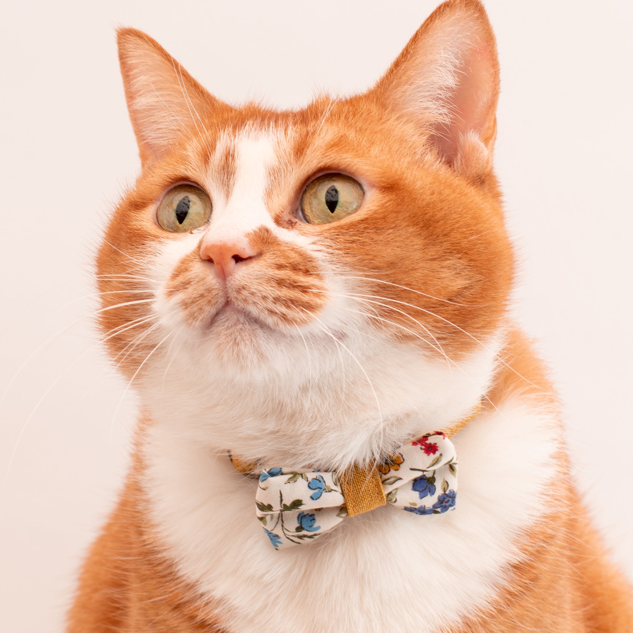 リボン付き猫首輪 フルラージュ＆ベルギーリネン ブルー×カラシ｜ぽぽ