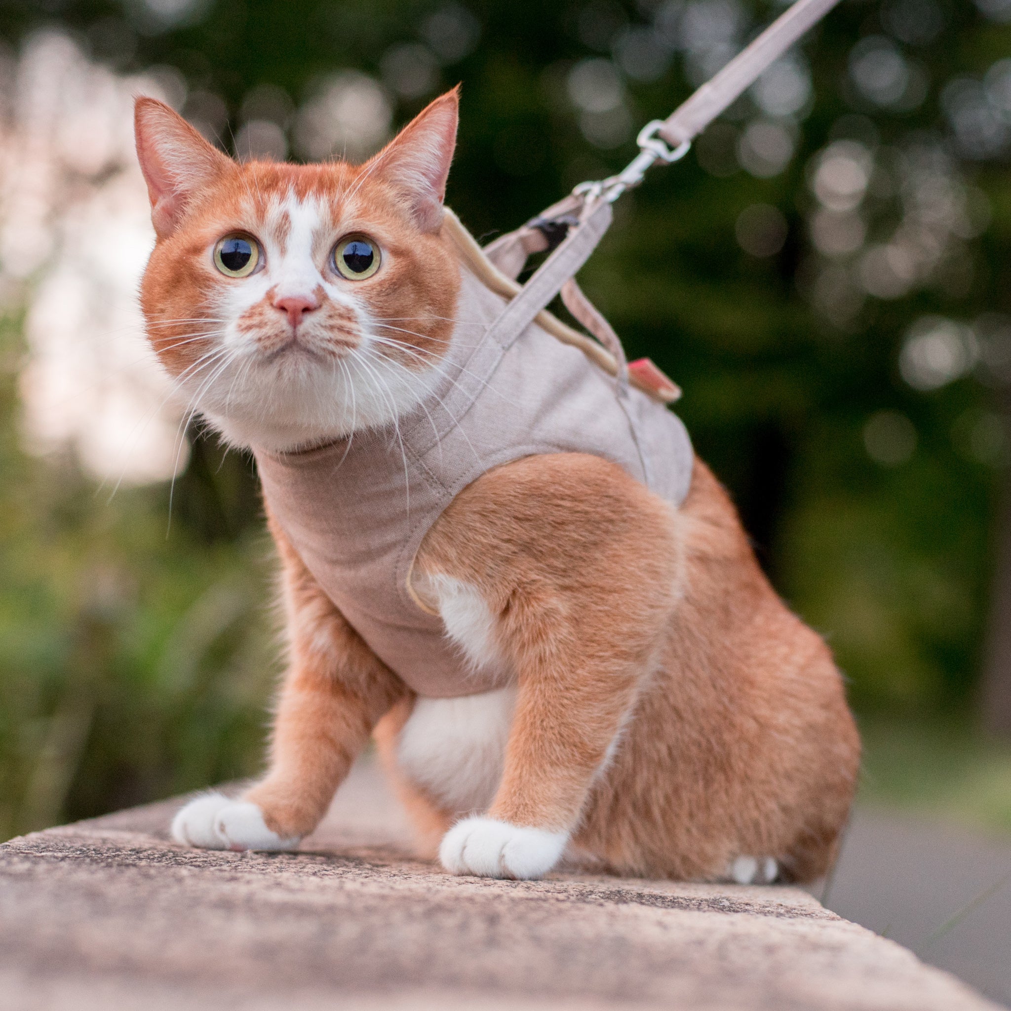 猫に優しいベスト型ハーネス・リード付き ダンガリー クリーム