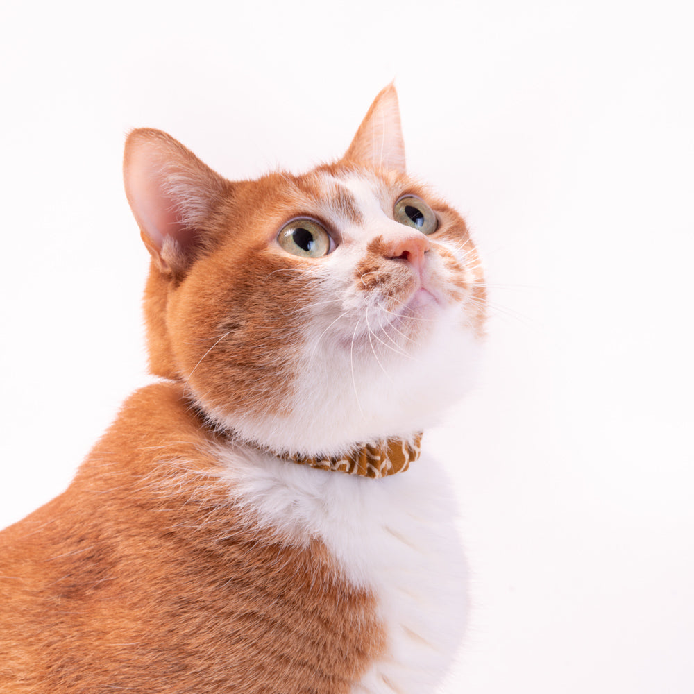 シュシュ猫首輪 唐草文様 からし シュシュ猫首輪 唐草文様 からし