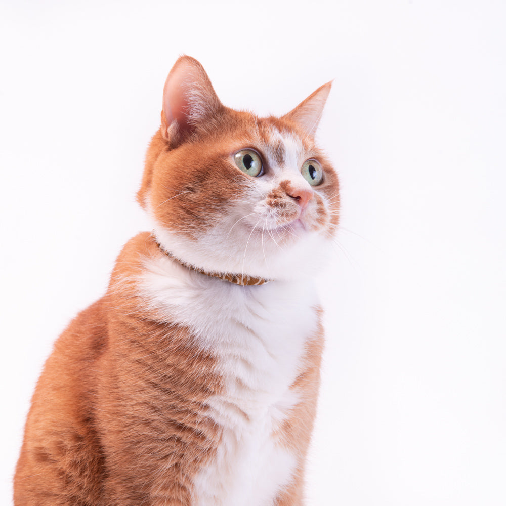 ぐでねこチャンチャームトラネコ