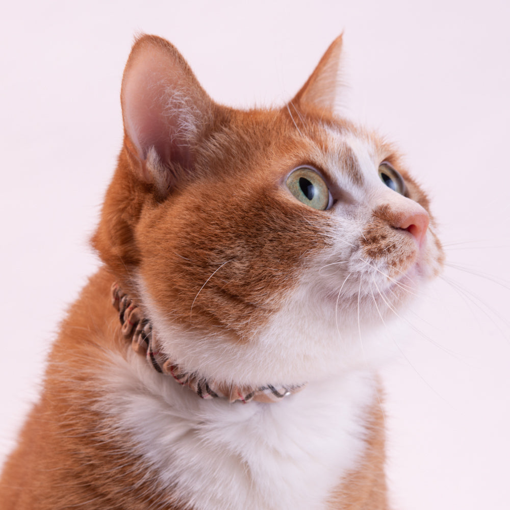 シュシュ猫首輪 タータンチェック トレンチベージュ｜ぽぽねこ公式